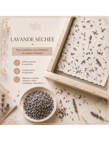 Lavande séchée à incorporer dans feuille de papier fabrication maison.